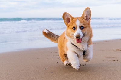Pet Friendly Homes callout